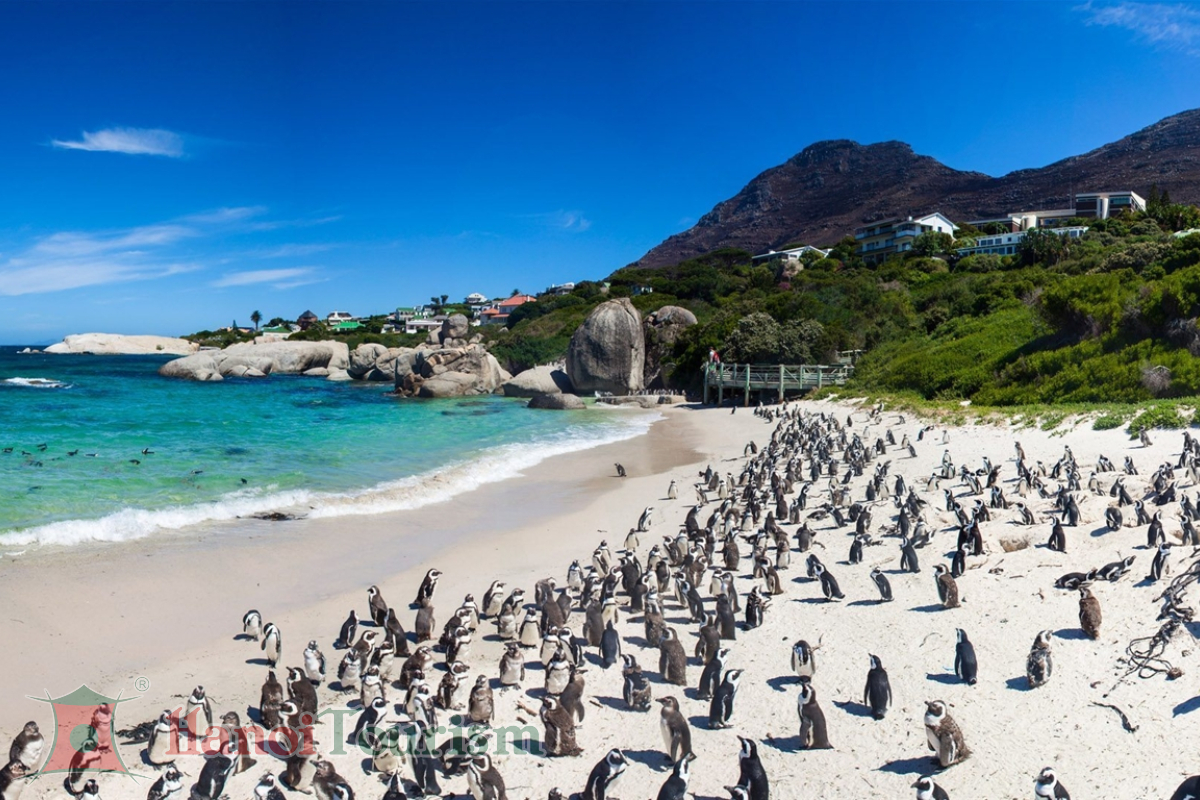 Boulders Beach - Nam Phi