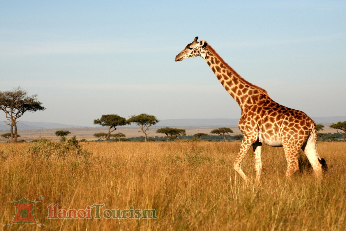 Safari game - Nam Phi (2)