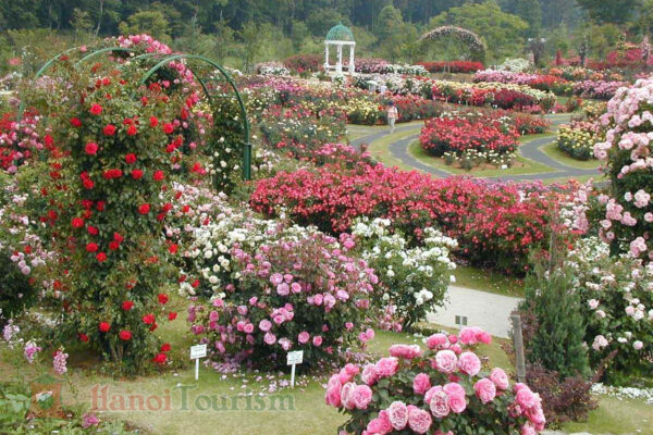 Vườn hoa hồng Rosengarten - Bern - Thụy Sĩ