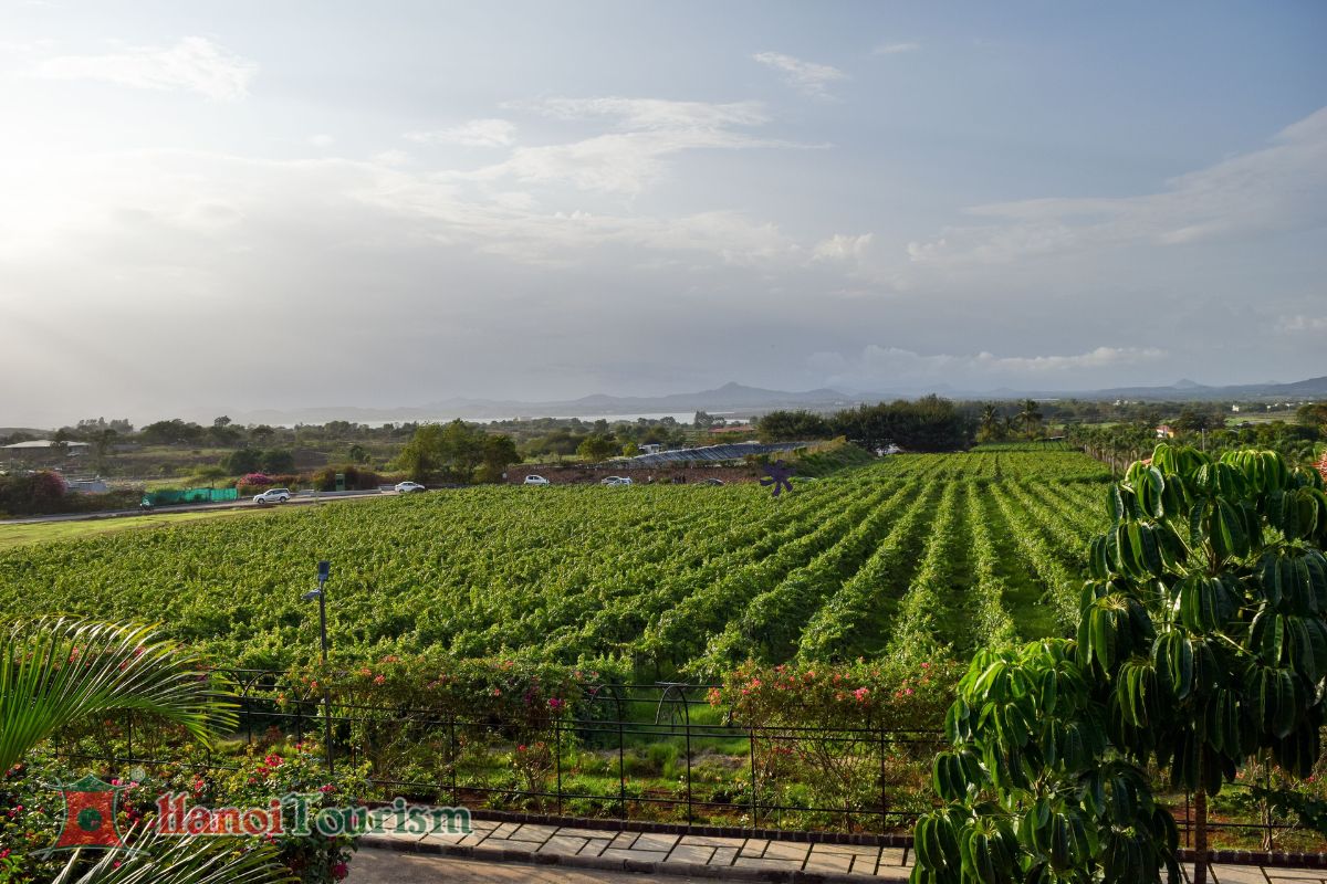 Vườn nho Nashik - Ấn Độ